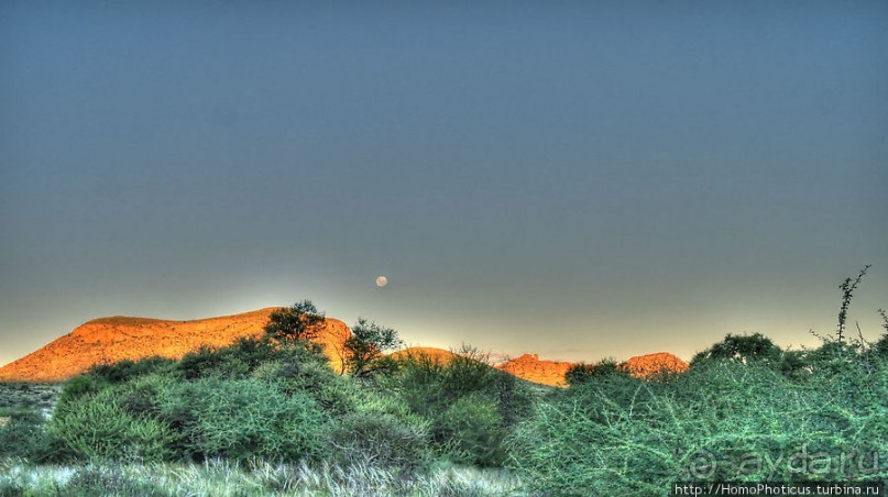 «Дикие» кошки Хаммерштайна