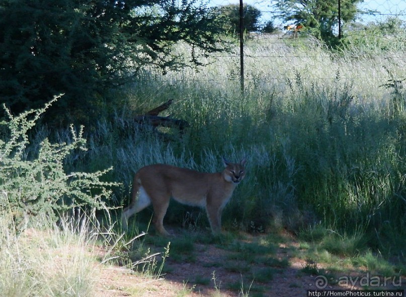 «Дикие» кошки Хаммерштайна