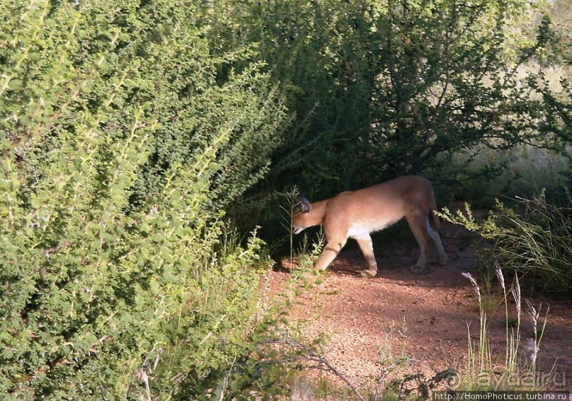 «Дикие» кошки Хаммерштайна