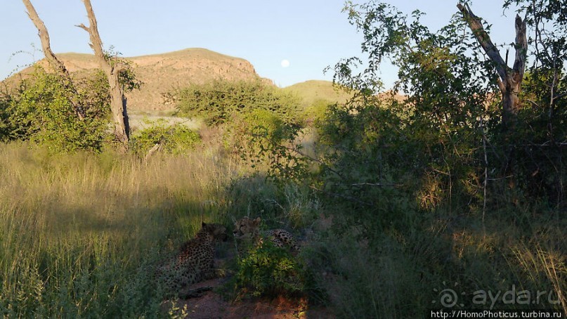 «Дикие» кошки Хаммерштайна