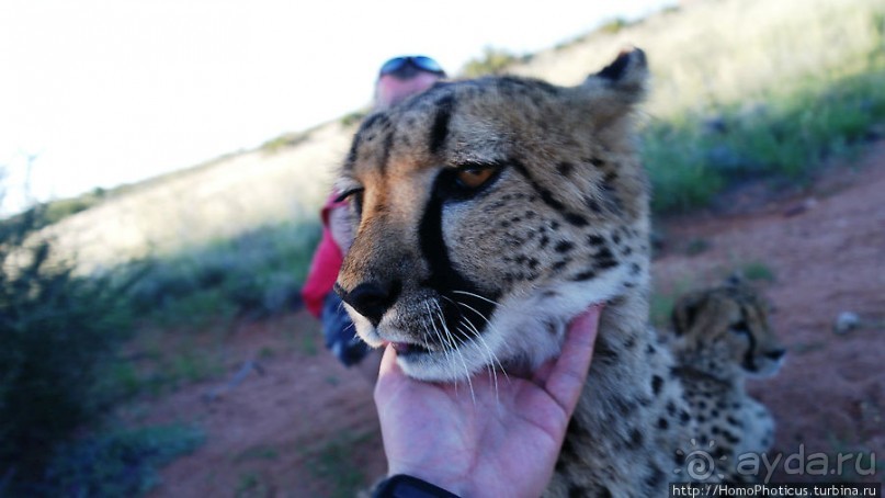 «Дикие» кошки Хаммерштайна