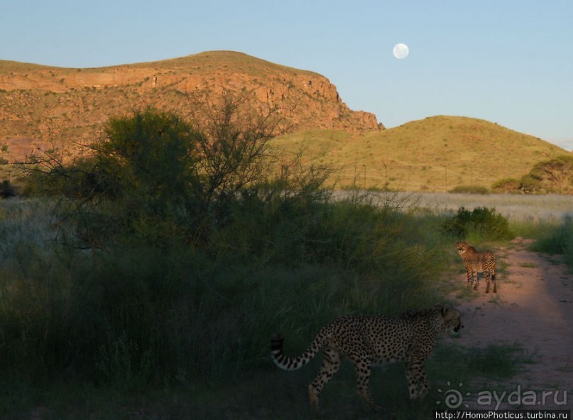 «Дикие» кошки Хаммерштайна