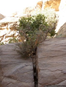 Путь к сокровищнице