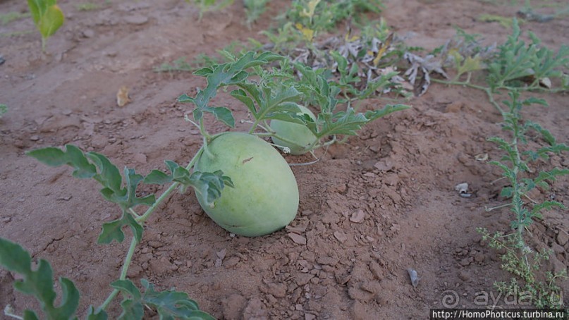 Альбом отзыва "Два источника возле глаза Сахары"