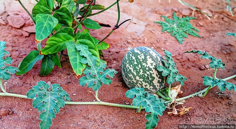 Два источника возле глаза Сахары