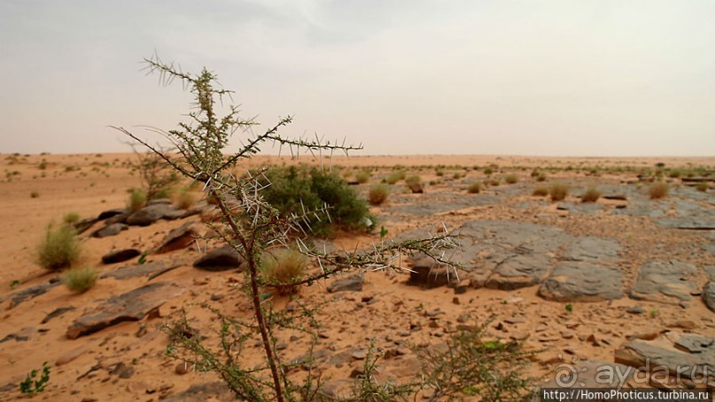 Два источника возле глаза Сахары