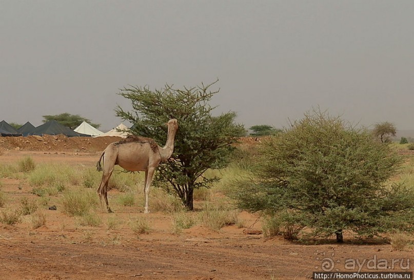 Два источника возле глаза Сахары
