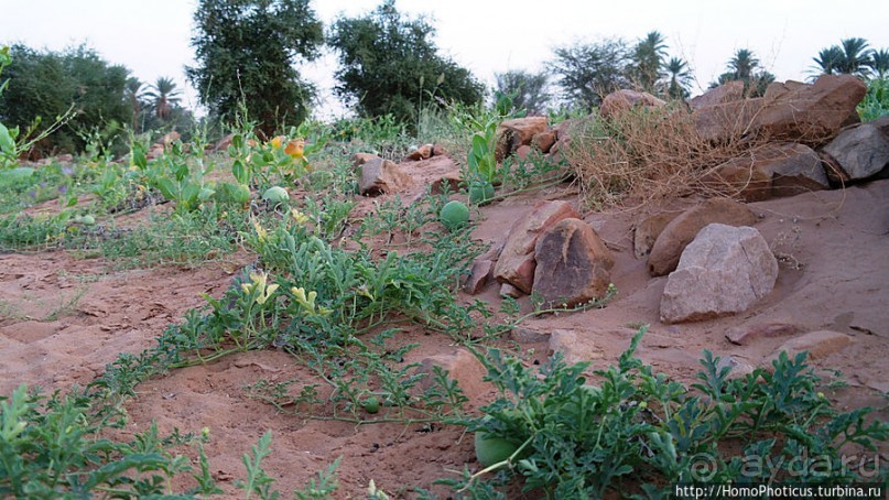 Два источника возле глаза Сахары