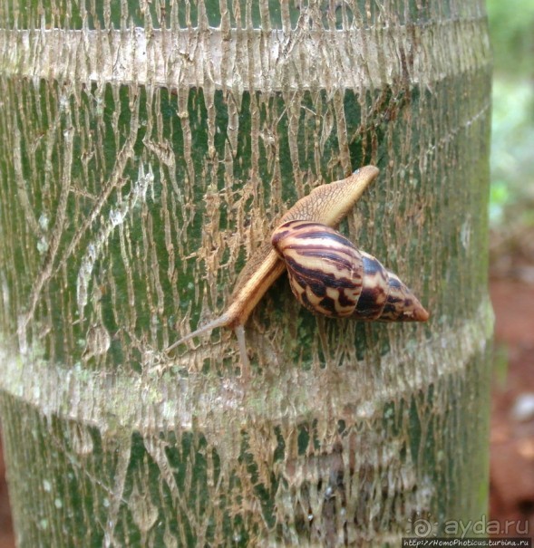 Резиденция главы бамилеке