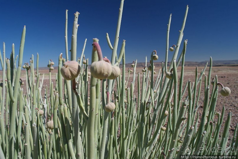 Древнейший каньон рыбной реки