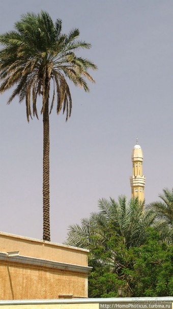 На кончике слоновьего хобота