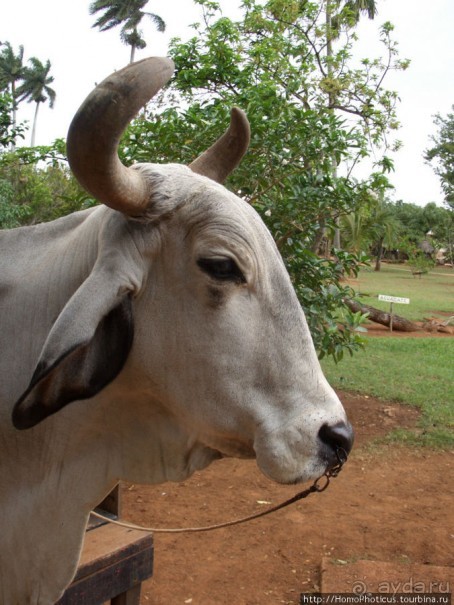 К индейцам и крокодилам