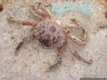 К индейцам и крокодилам