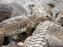 К индейцам и крокодилам