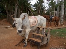 К индейцам и крокодилам