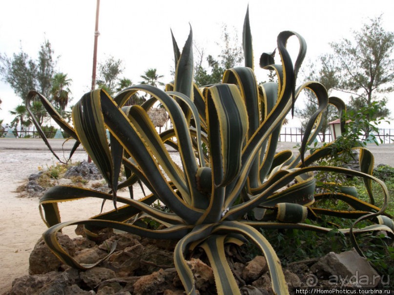 К индейцам и крокодилам