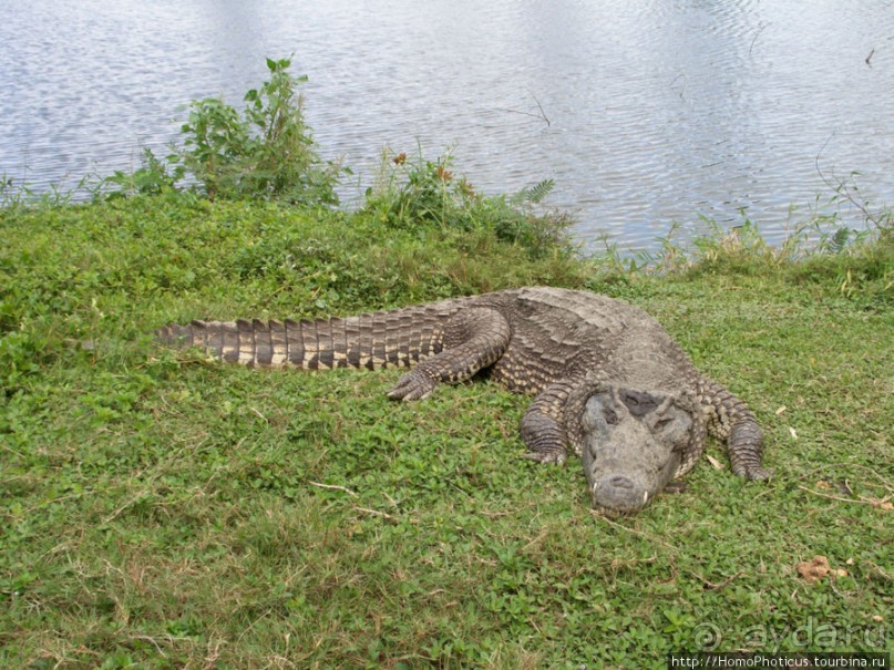 К индейцам и крокодилам