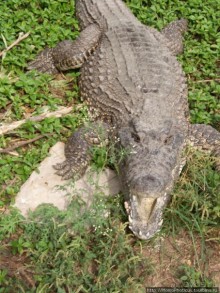 К индейцам и крокодилам