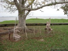 К индейцам и крокодилам