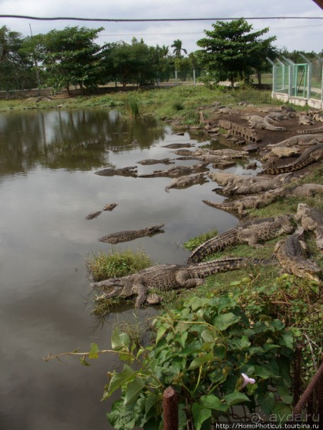 К индейцам и крокодилам