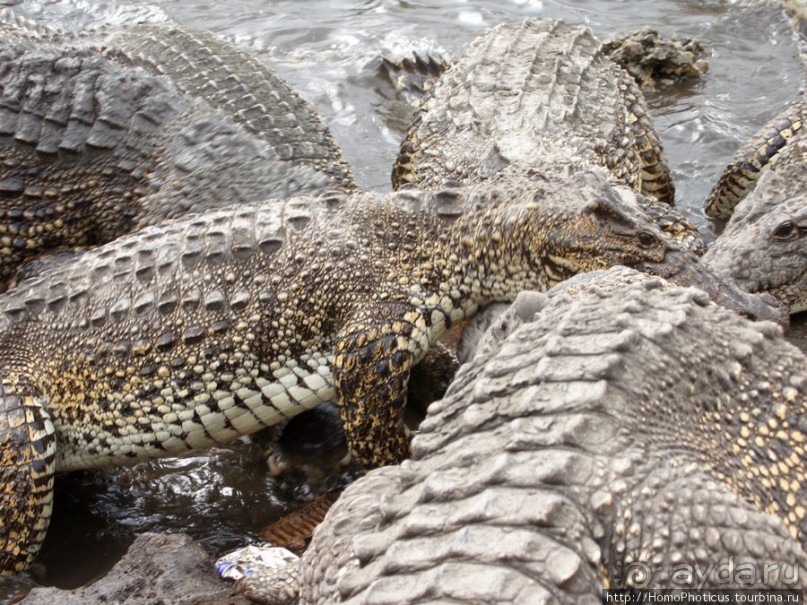 К индейцам и крокодилам