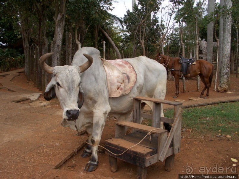 К индейцам и крокодилам