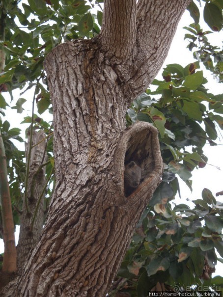 К индейцам и крокодилам