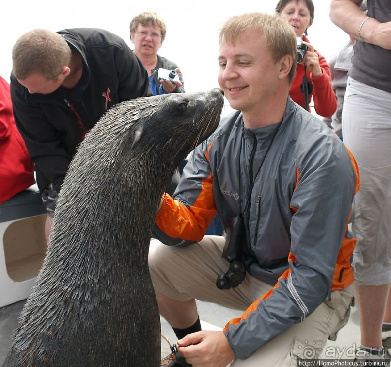 Пеликаны, тюлени, устрицы и прочая живность Китовой бухты