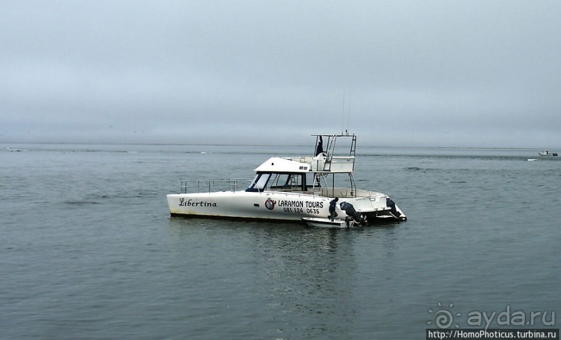 Пеликаны, тюлени, устрицы и прочая живность Китовой бухты