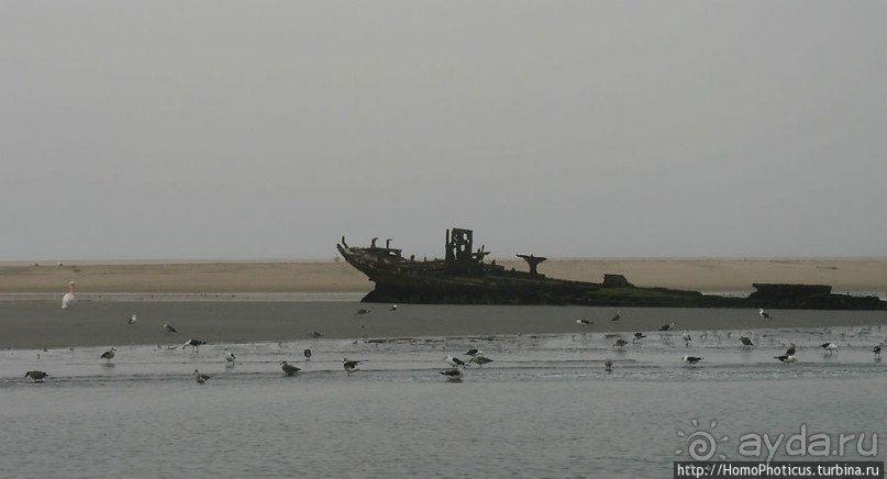 Пеликаны, тюлени, устрицы и прочая живность Китовой бухты