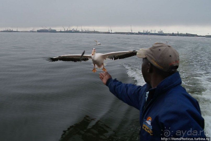 Пеликаны, тюлени, устрицы и прочая живность Китовой бухты