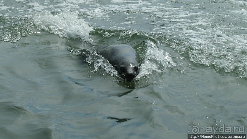 Пеликаны, тюлени, устрицы и прочая живность Китовой бухты