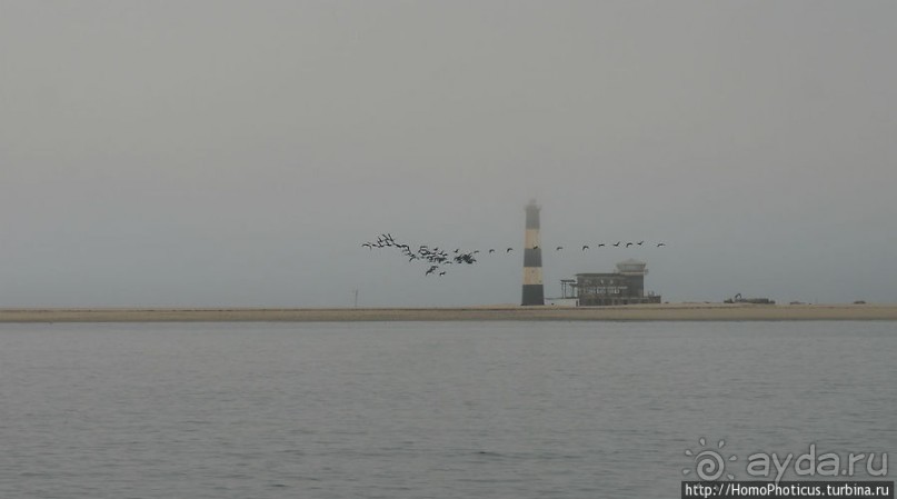 Пеликаны, тюлени, устрицы и прочая живность Китовой бухты