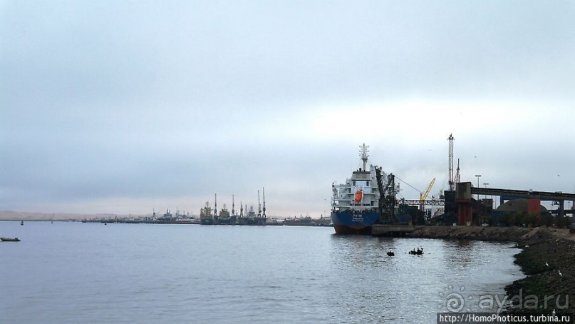 Пеликаны, тюлени, устрицы и прочая живность Китовой бухты