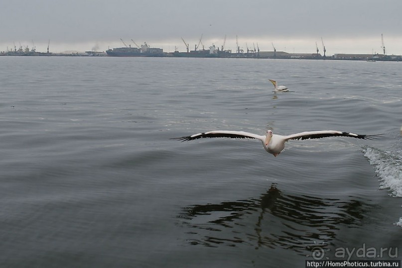 Пеликаны, тюлени, устрицы и прочая живность Китовой бухты