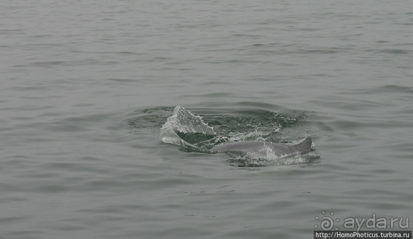 Пеликаны, тюлени, устрицы и прочая живность Китовой бухты