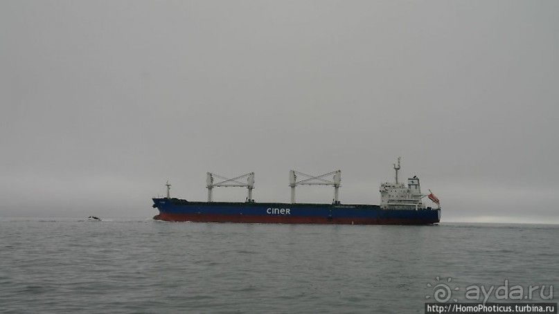 Пеликаны, тюлени, устрицы и прочая живность Китовой бухты