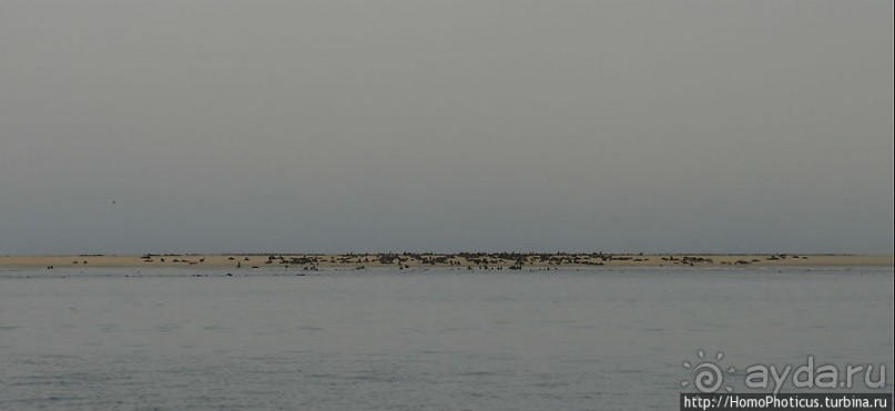 Пеликаны, тюлени, устрицы и прочая живность Китовой бухты