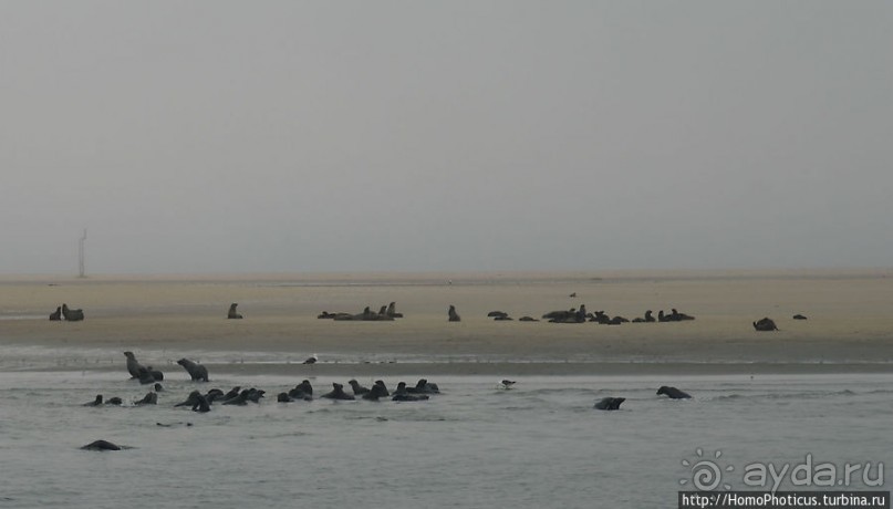 Пеликаны, тюлени, устрицы и прочая живность Китовой бухты