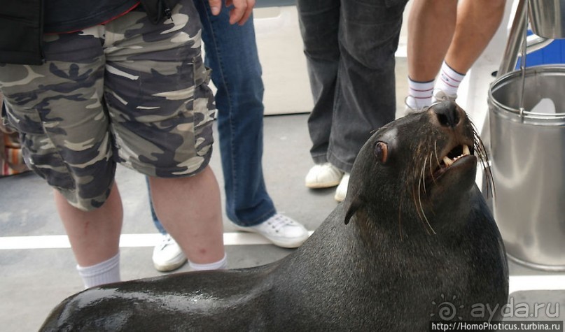 Пеликаны, тюлени, устрицы и прочая живность Китовой бухты