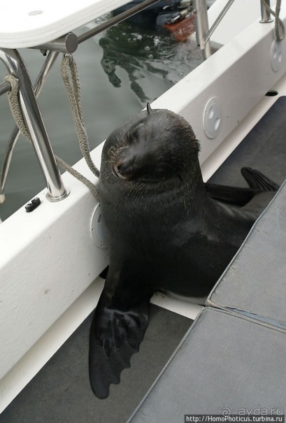 Пеликаны, тюлени, устрицы и прочая живность Китовой бухты