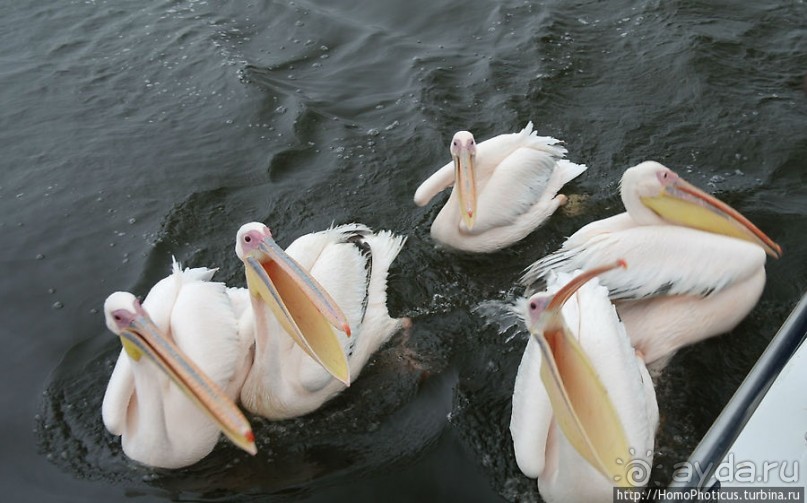 Пеликаны, тюлени, устрицы и прочая живность Китовой бухты