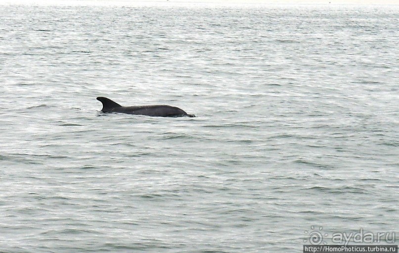 Пеликаны, тюлени, устрицы и прочая живность Китовой бухты