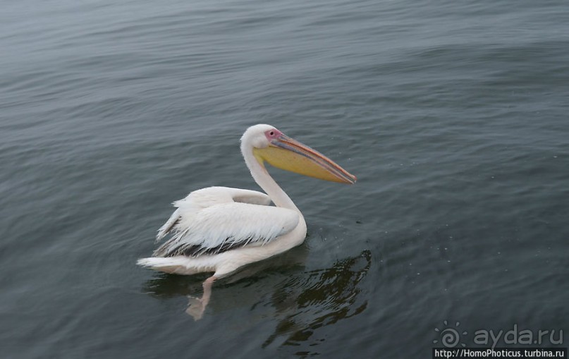 Пеликаны, тюлени, устрицы и прочая живность Китовой бухты