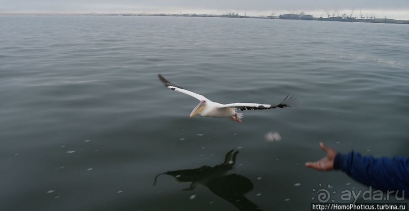 Пеликаны, тюлени, устрицы и прочая живность Китовой бухты