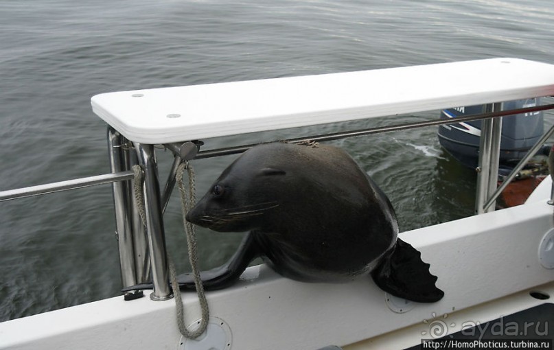 Пеликаны, тюлени, устрицы и прочая живность Китовой бухты