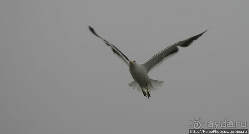 Пеликаны, тюлени, устрицы и прочая живность Китовой бухты