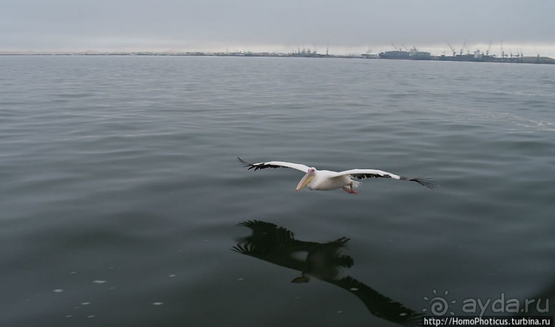 Пеликаны, тюлени, устрицы и прочая живность Китовой бухты