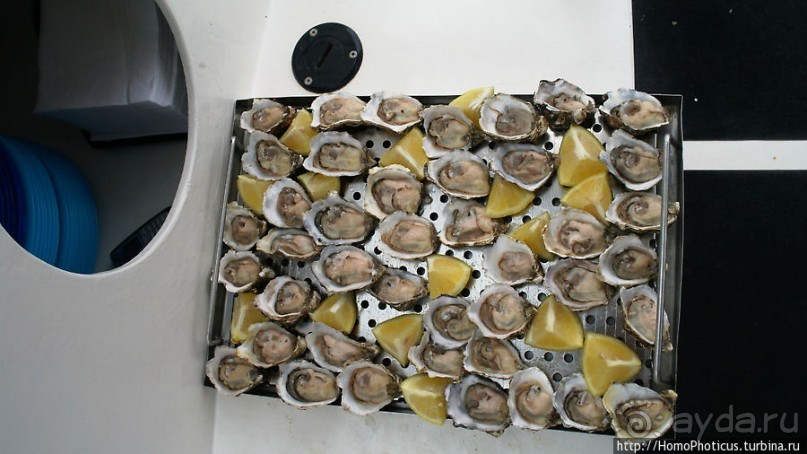 Пеликаны, тюлени, устрицы и прочая живность Китовой бухты