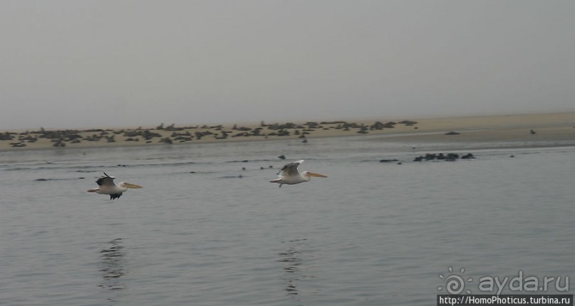 Пеликаны, тюлени, устрицы и прочая живность Китовой бухты